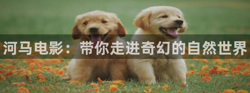 神马影视韩国理论片
