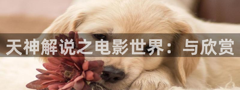神马电影网我不卡